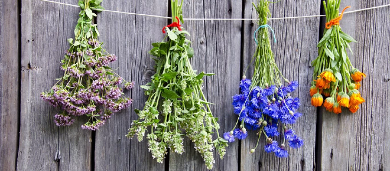 Θαυματουργά: Αυτά είναι τα βότανα που ρίχνουν την πίεση